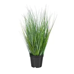 21" Potted Onion Grass Plant