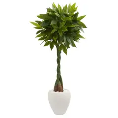 5ft. Money Tree in White Oval Planter