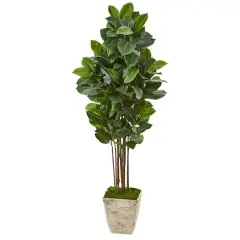 5.5ft. Rubber Tree in Country White Planter