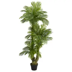 5ft. Potted Triple Phoenix Palm Tree