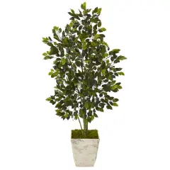 4.3ft. Ficus Tree in Country White Planter 