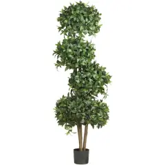 5.5ft. Potted Sweet Bay Quad Ball Topiary Tree