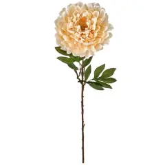 Jumbo Cream Peony Stem by Ashland&reg;