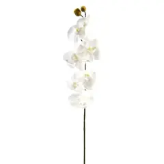 Phaleanopsis Orchid by Ashland&reg;