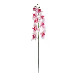 Pink Rubrum Phalaenopsis Orchid Stem