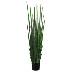 5.5 Ft. Snake Grass Plant