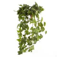 German Ivy Bush Ivy Collection by Ashland&reg;