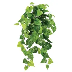 30" Potato Leaf Hanging Bush, Light Green