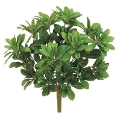 17" Pittosporum Bush, Green