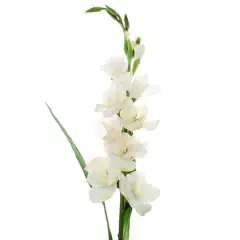 White Gladiolus Stem by Ashland&reg;