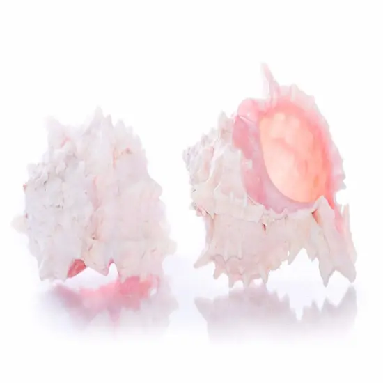 Hermit Crab Shells 3" -4" Turbo Shell 2 Pink Murex Shells {4}