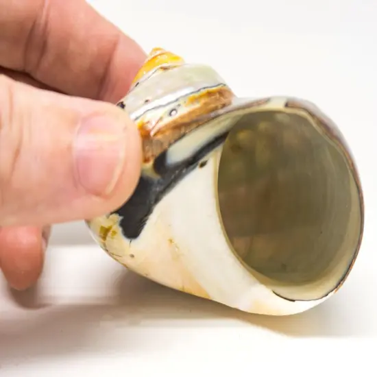 Hermit Crab Shell 2.5"-3" Turbo Shell 1 African Sarmaticus Shell {2}