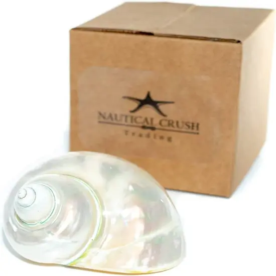 Hermit Crab Shells3"-3.5" Turbo Shell 1 White Pearl Jade Green Shell {5}