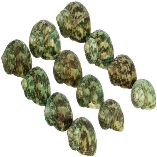 Hermit Crab Shells .75"-1.5" Turbo Shell 12 Pack Green Stenuous Shells {4}