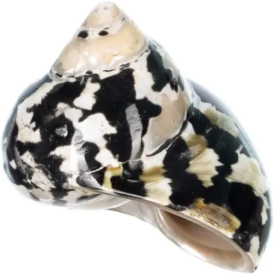 Hermit Crab Shells 2"-2.5" Turbo Shell 1 Magpie Shell {5}