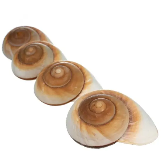 Hermit Crab Shells 3"- 4" Turbo Shells 4 Muffin Snail Shells {2}