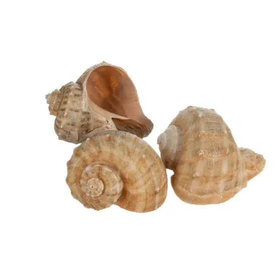 Hermit Crab Shells 2"- 3" Turbo Shells 3 Rapana Shells {1}