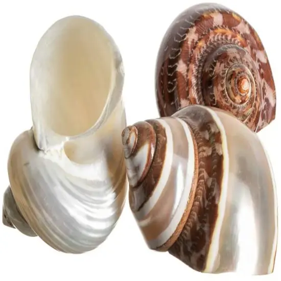 Hermit Crab ShellsTurbo Shells 1 Brown, 1 Banded, & 1 White Pearlized Shell {2}