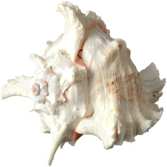 Murex Ramosus Shell 6-7 inches Real Murex Sea Shell Large Large Shell Decor Seashell Display for Table {5}