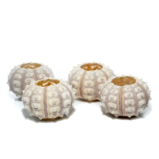 Sea Urchins 4 Purple Sputnik Sea Urchin Shells 2-3" for Craft and Decor {1}