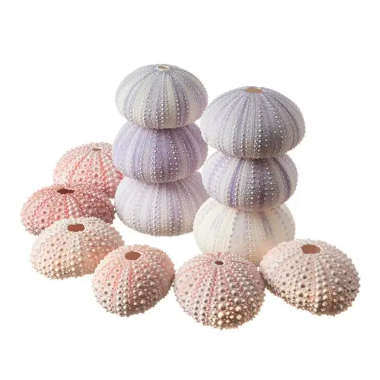 Sea Urchins 6 Pink Sea Urchin Shells 1"-2 & 6 Purple Sea Urchin Shells 2"-3" for Craft and Decor {1}