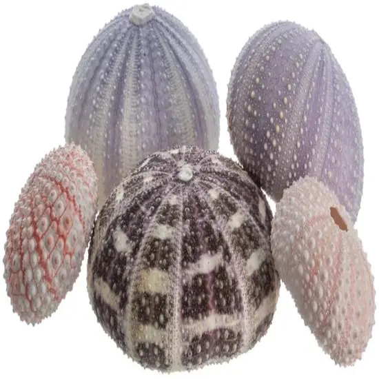 Sea Urchin Collection 5 Assorted Sea Urchins for Craft and Decor {1}