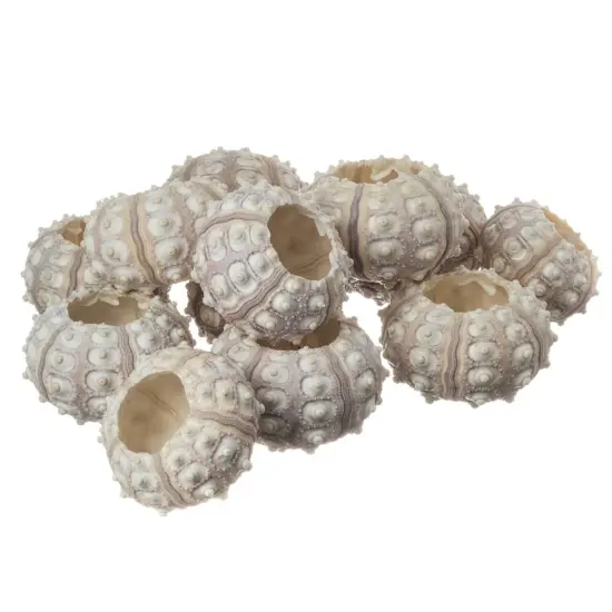 Sea Urchins 12 Purple Sputnik Sea Urchin Shells 2-3" for Craft and Decor {1}