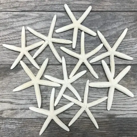 Starfish 10 Pack White Finger Starfish 4"-5"for Craft and D&eacute;cor {1}