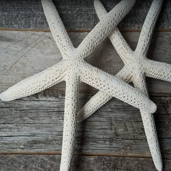 Starfish 2 Pack Large White Finger Star Fish 4"-5" for Crafts and Decor {1}