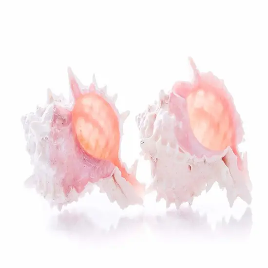 Hermit Crab Shells 3" -4" Turbo Shell 2 Pink Murex Shells {1}