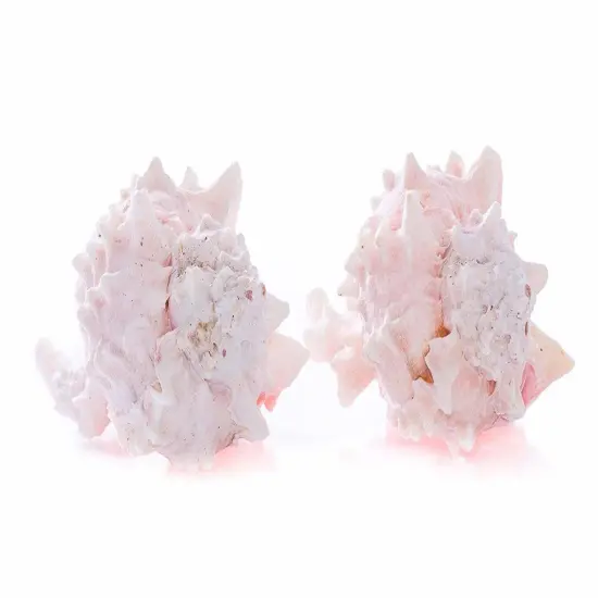 Hermit Crab Shells 3" -4" Turbo Shell 2 Pink Murex Shells {5}
