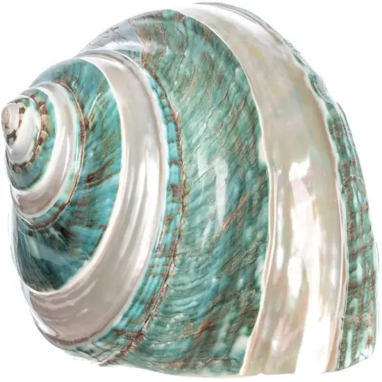 Hermit Crab Shells 4"-4.5" 1 Jade Green Banded Turbo Shell {1}