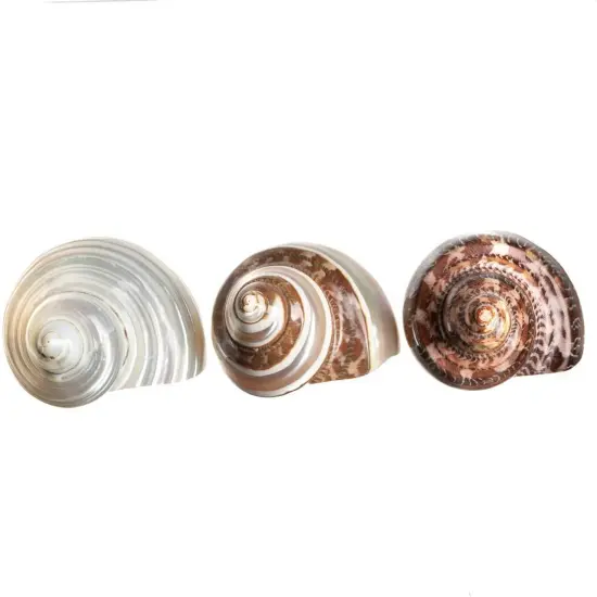 Hermit Crab ShellsTurbo Shells 1 Brown, 1 Banded, & 1 White Pearlized Shell {4}