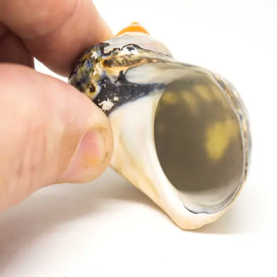 Hermit Crab Shell 2.5"-3" Turbo Shell 1 African Sarmaticus Shell {3}