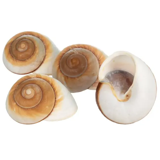 Hermit Crab Shells 3"- 4" Turbo Shells 4 Muffin Snail Shells {5}