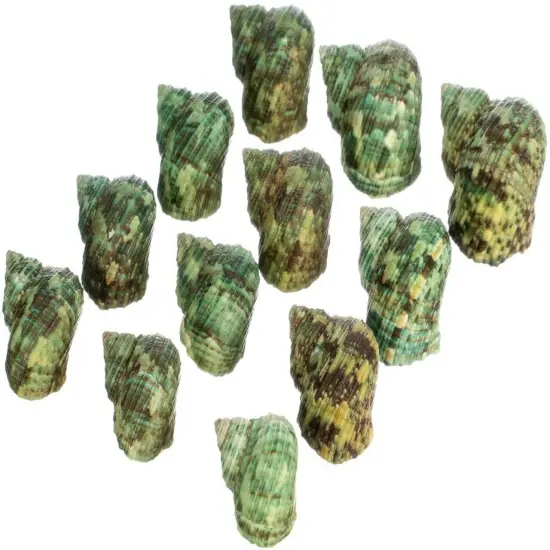 Hermit Crab Shells .75"-1.5" Turbo Shell 12 Pack Green Stenuous Shells {3}