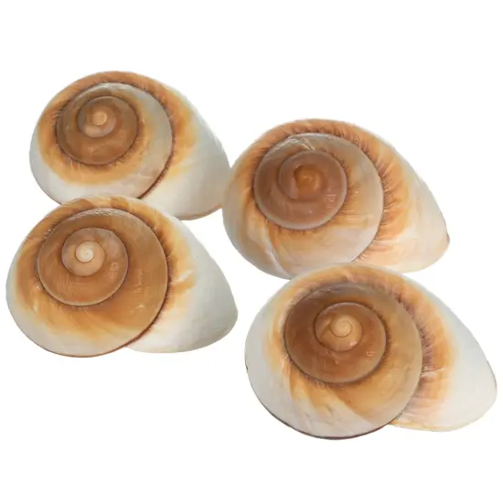 Hermit Crab Shells 3"- 4" Turbo Shells 4 Muffin Snail Shells {1}