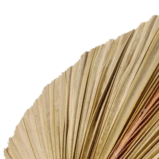 3 pcs Large Dried Palm Leaves Natural Dried Palm Spears Palm Fan Leaves Boho {2}