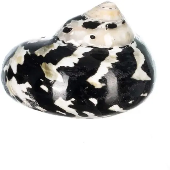 Hermit Crab Shells 2"-2.5" Turbo Shell 1 Magpie Shell {3}