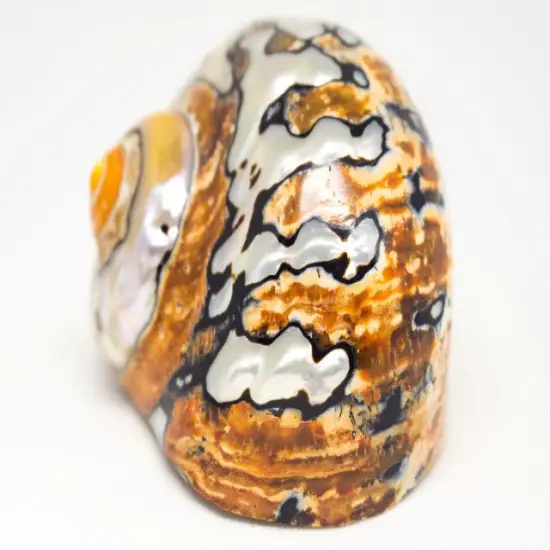 Hermit Crab Shell 2.5"-3" Turbo Shell 1 African Sarmaticus Shell {5}