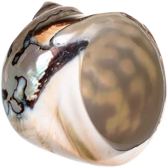 Hermit Crab Shell 3"-3 1/2" Turbo Shell 1 African Sarmaticus Shell {3}