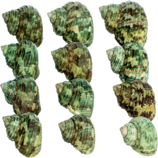 Hermit Crab Shells .75"-1.5" Turbo Shell 12 Pack Green Stenuous Shells {2}