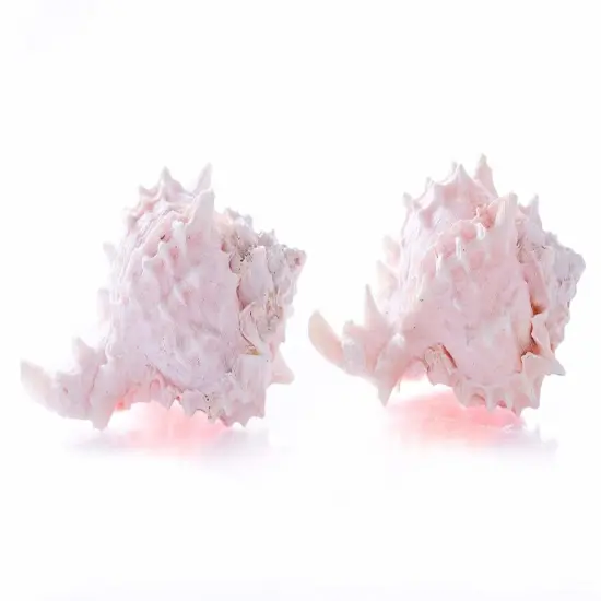 Hermit Crab Shells 3" -4" Turbo Shell 2 Pink Murex Shells {2}