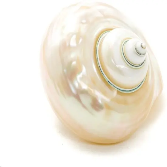 Hermit Crab Shells3"-3.5" Turbo Shell 1 White Pearl Jade Green Shell {3}