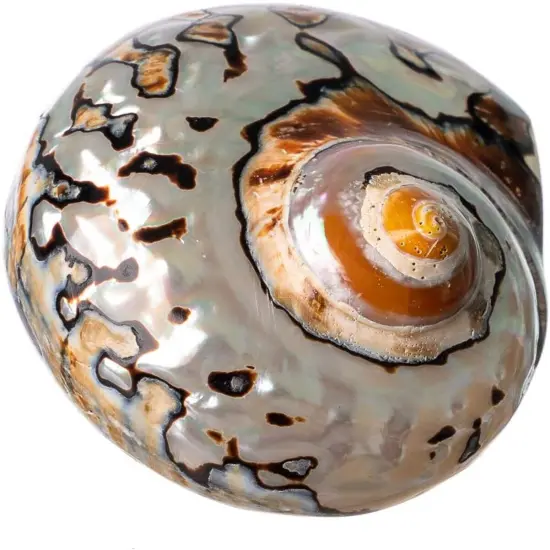 Hermit Crab Shell 3"-3 1/2" Turbo Shell 1 African Sarmaticus Shell {1}