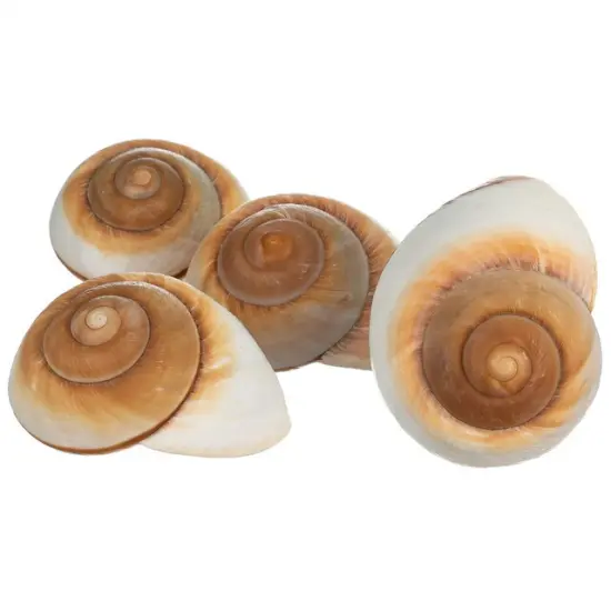 Hermit Crab Shells 3"- 4" Turbo Shells 4 Muffin Snail Shells {4}