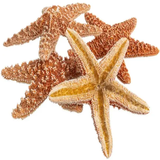 Starfish 5 Brown Sugar Starfish 4" to 5" for Crafts and Decor {1}