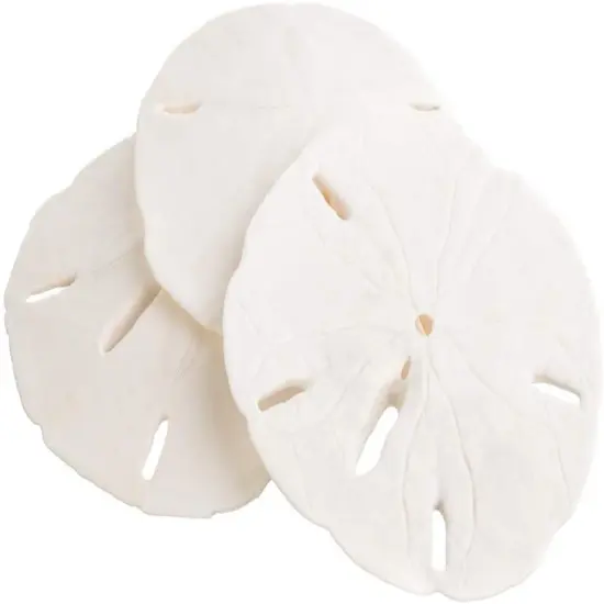 Sand Dollars Set of 3 Real Sand Dollars 3" to 3 1/2" Sand Dollar Shells {1}