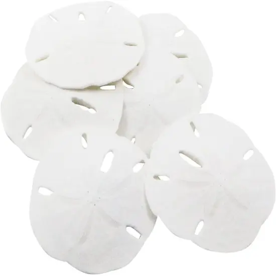 Sand Dollar Set of 6 Real Sand Dollars 2 1/2" to 3" Sand Dollar Shells {1}