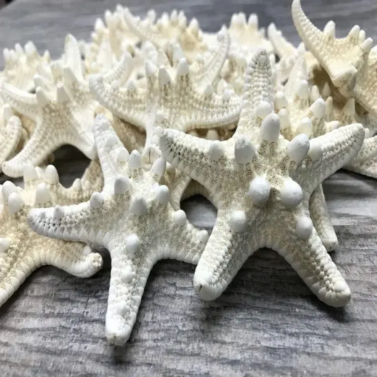 Starfish 24 white Knobby Starfish 3" to 4" for Crafts and Decor {1}